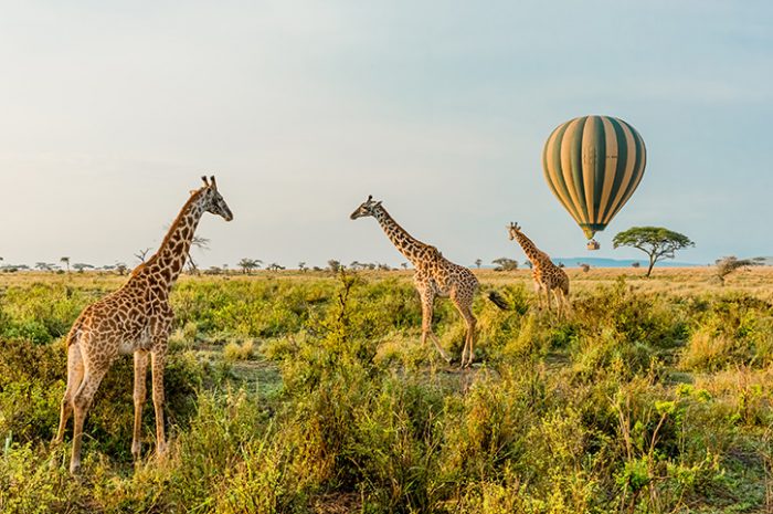 Balloon-and-giraffes-700x465