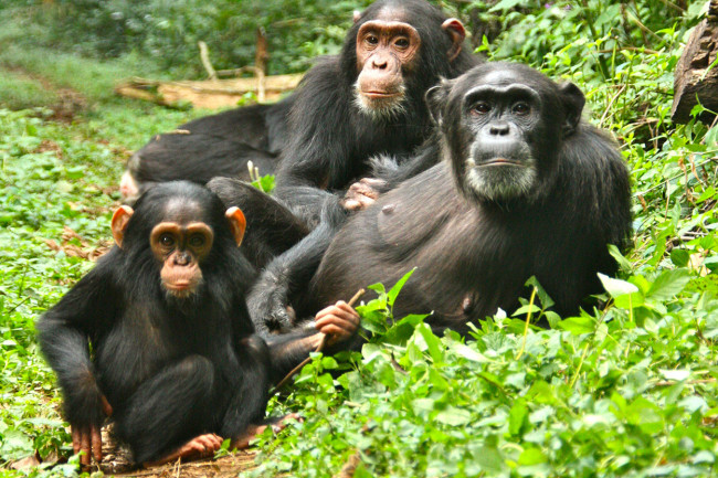chimps1