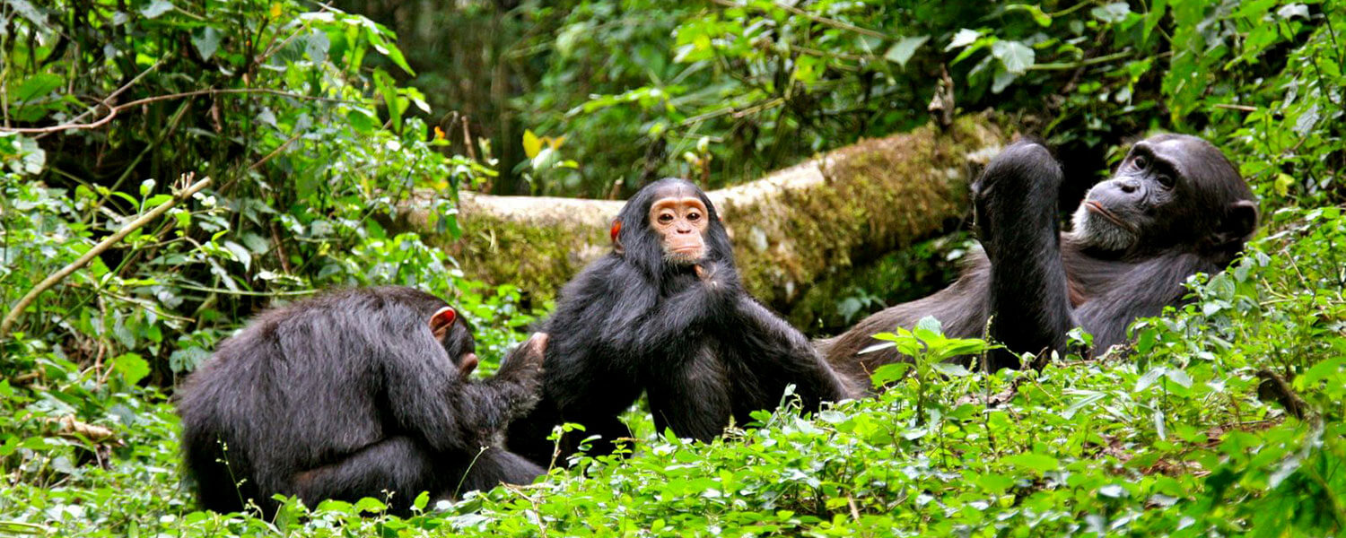 Chimp-Trekking-in-kibale-forest