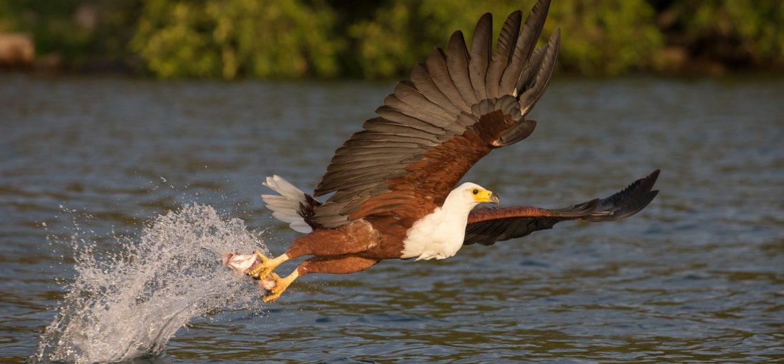 african-fish-eagle