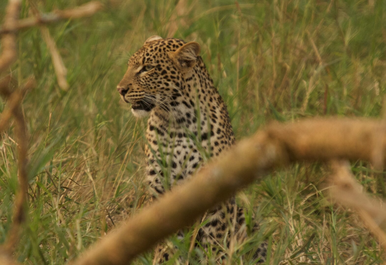 leopard akagera national park (3)