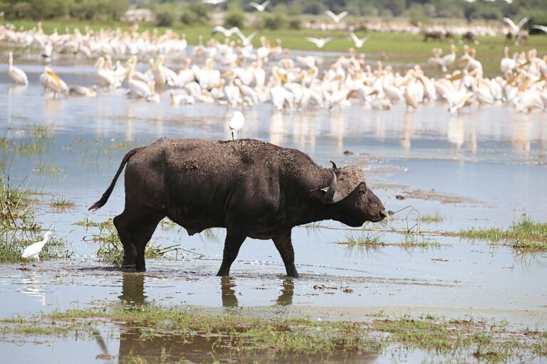 Buffalo in Lake Manyara