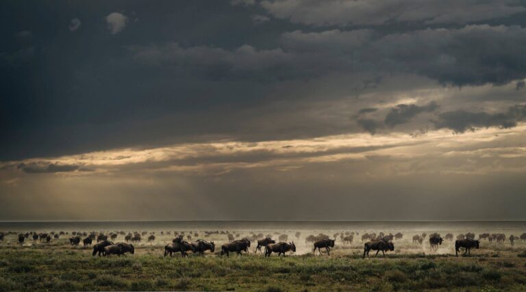 tanzania luxurious safari, Tanzania Safari