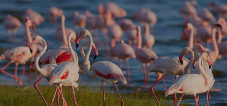 lake-manyara-national-park-flamingos