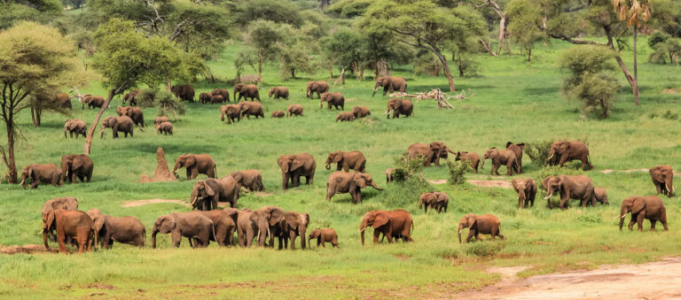 tanzania luxurious safari