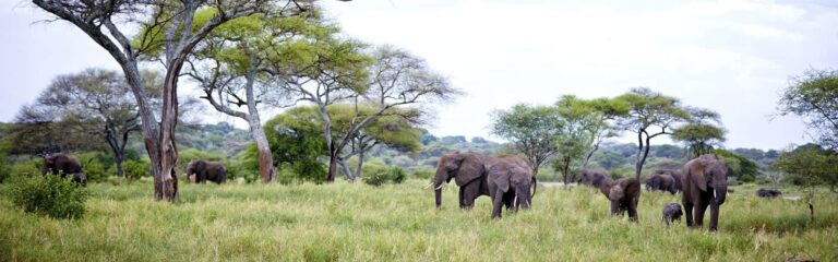 tanzania luxurious safari