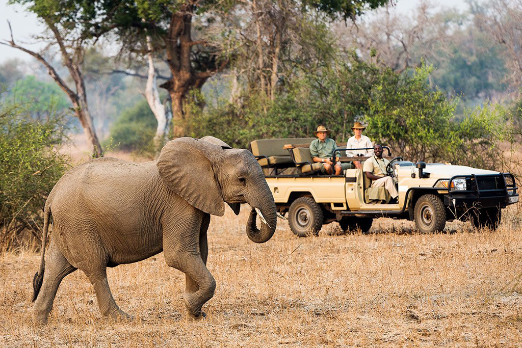 Elephant Safari 2