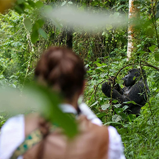 chimpazee_trekking