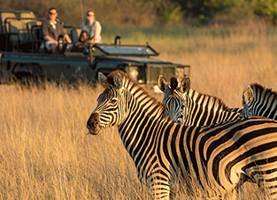 game_drive_safari
