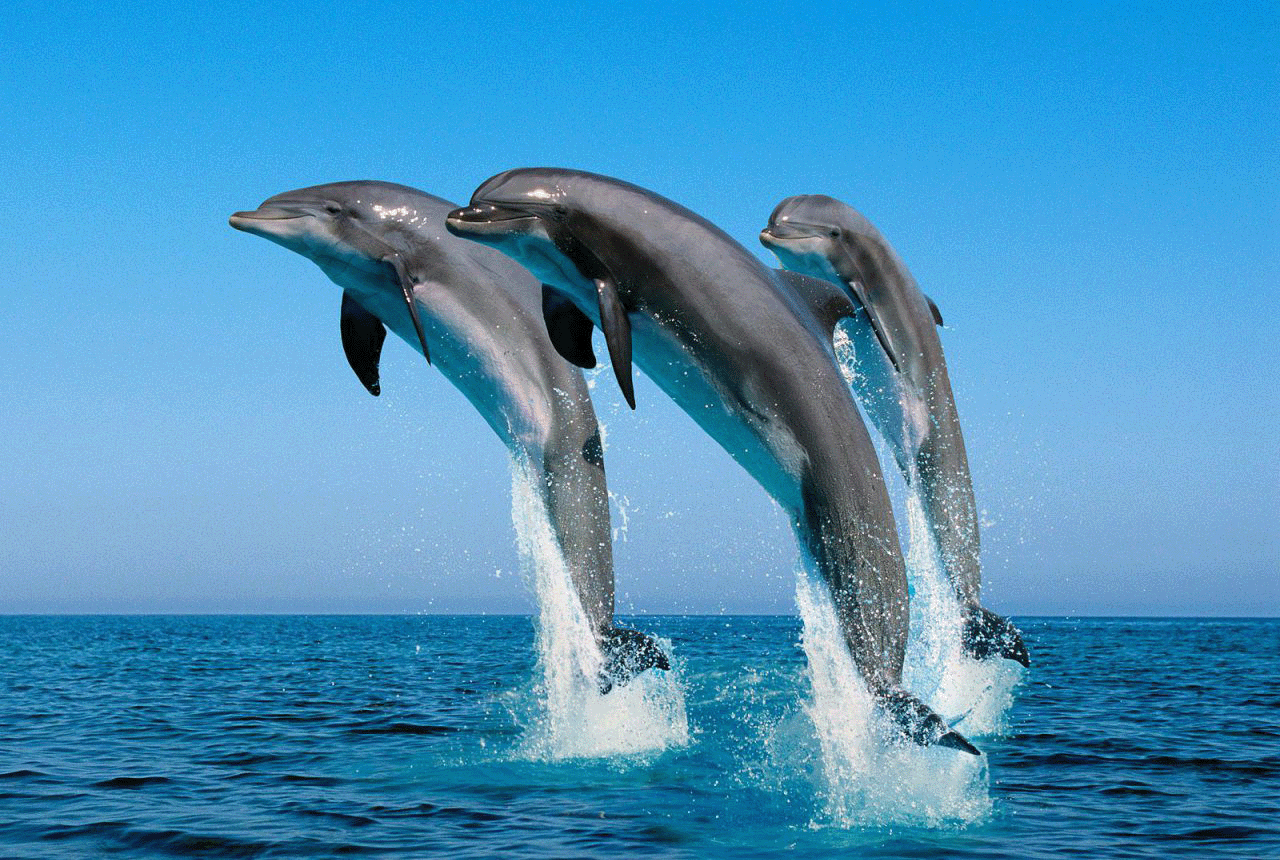 Dolphine