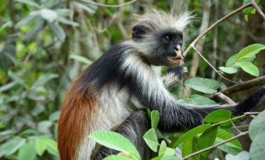 Zanzibar Jozani Forest Tour