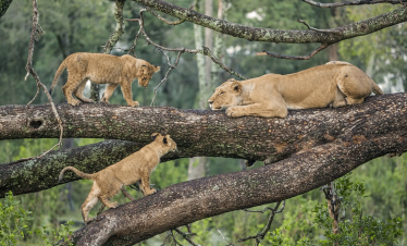 Lake Manyara National Park Day Trip