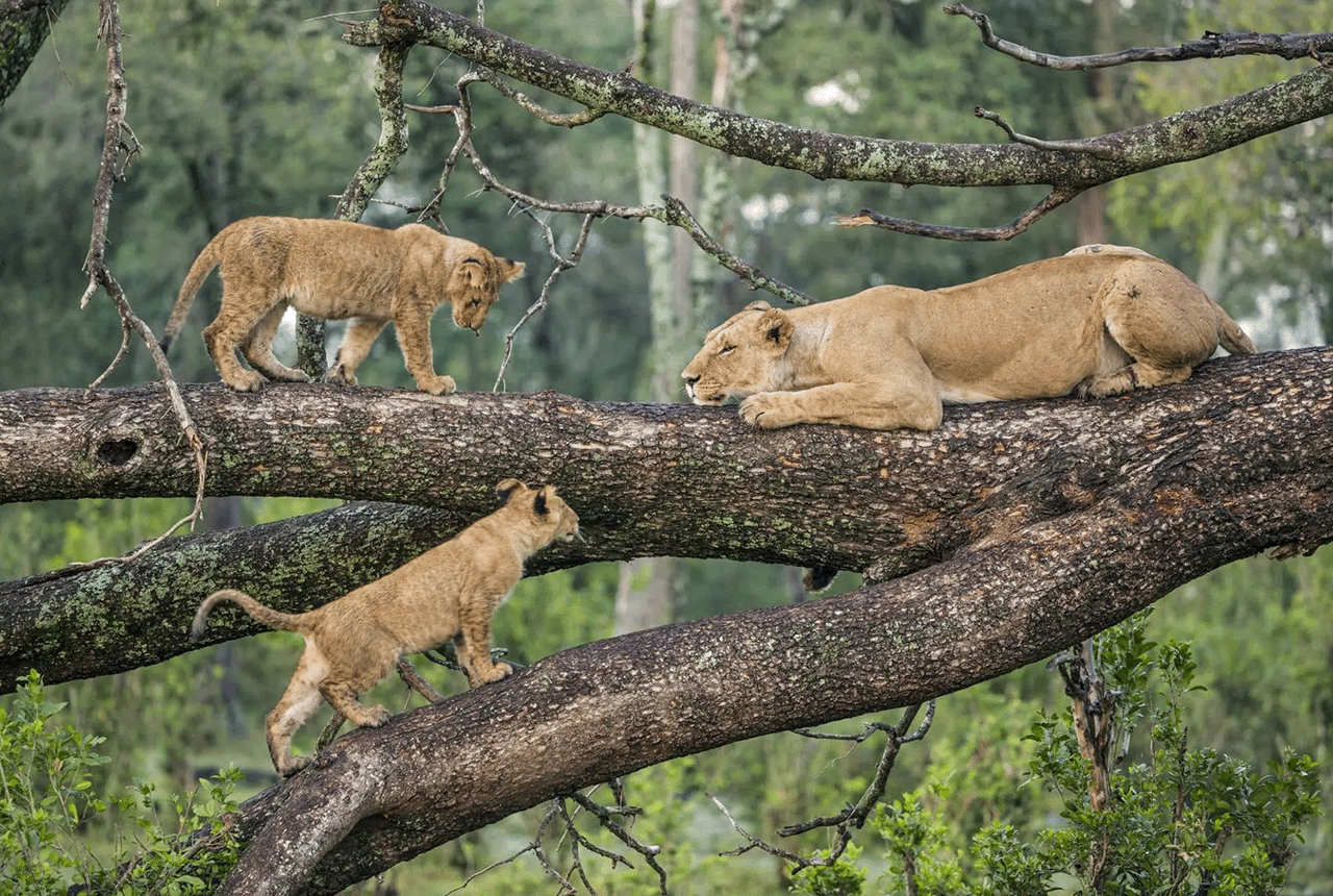 Manyara Day Trip