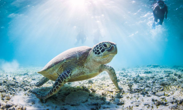 Zanzibar Mnemba Atoll Snorkeling