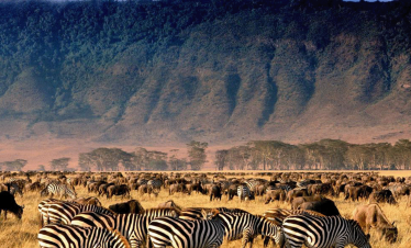 Ngorongoro Crater Day Trip
