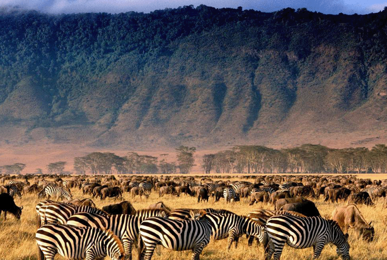 Ngorongoro Day Trip