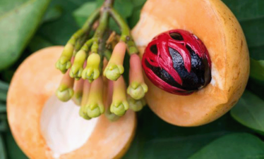 Zanzibar Spice Tour