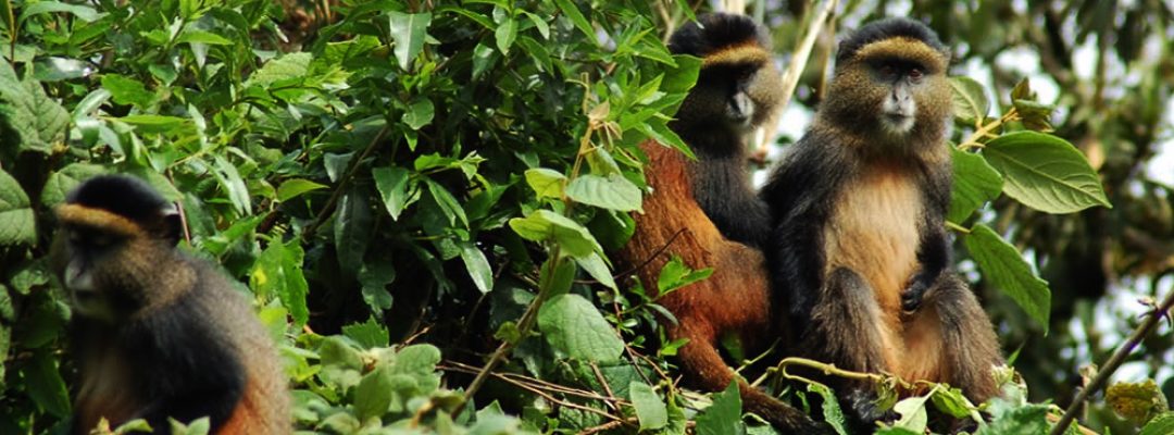 001-4-Days-Rwanda-Gorillas-and-Golden-Monkeys4