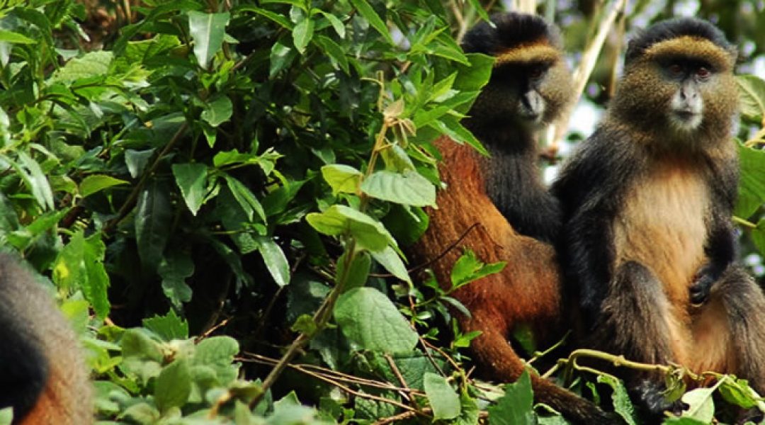 001-4-Days-Rwanda-Gorillas-and-Golden-Monkeys4