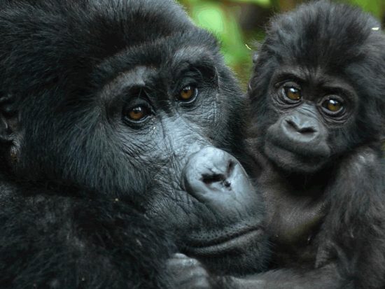 1-day-Rwanda-Gorilla-trekking-safari