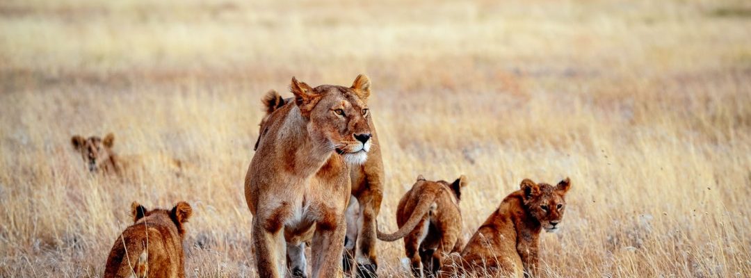 1-serengeti-national-park-tanzania-Lioness