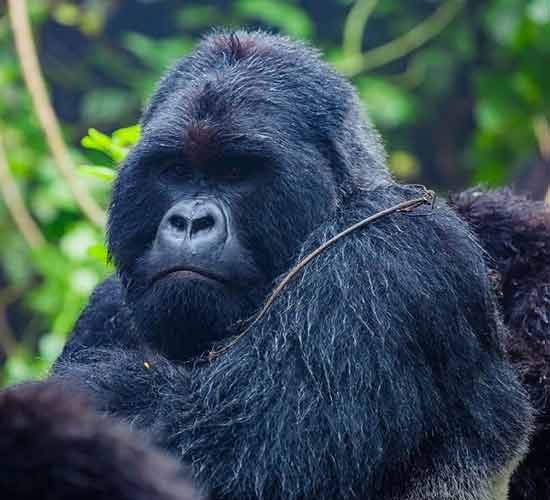 10-Days-Rwanda-Gorilla-and-Tanzania-Migration-Safari.