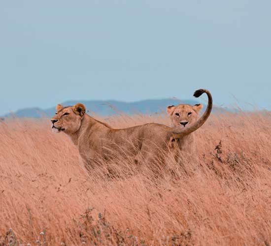 12-DAYS-PLATINUM-PRIVATE-TOUR-GUIDED-BY-GEORGE-MOLLEL