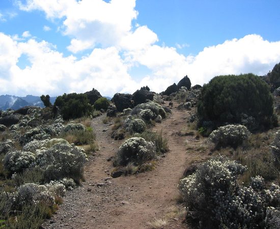 1200px-Shira_moorlands_on_Kilimanjaro