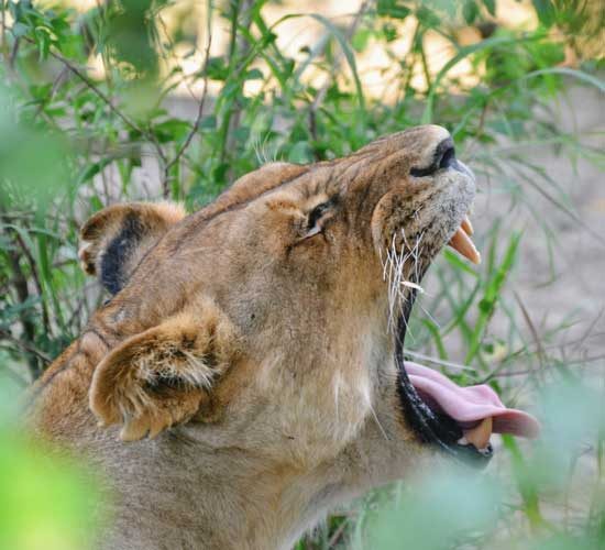 5-DAYS-ENCHANTING-MIKUMI-AND-RUAH-ADVENTURE-IN-TANZANIA