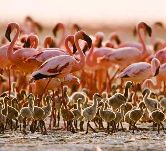 7-DAYS-BIG-FIVE-AND-FLAMINGOS-OF-LAKE-NATRON