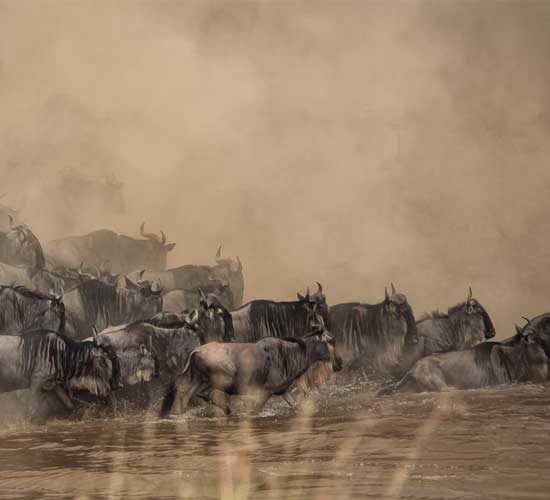 7-DAYS-TANZANIA-MIGRATION-MARA-RIVER-CROSSING