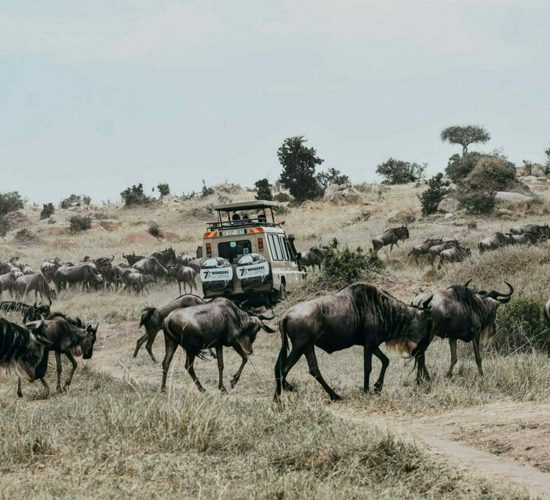 8 Days Galloping Gnus Safari to Grumeti River in Tanzania
