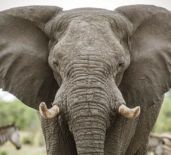 African elephant (Loxodonta africana), Portrait with extended ears, aggressive, Close Up, Marabou Pan, Savuti, Chobe National Park, Chobe District, Botswana, Africa
