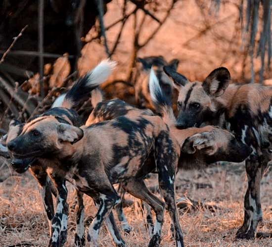 9-DAYS---TRACK-WILD-DOGS-IN-SELOUS-AND-RUAHA-SAFARI-IN-TANZANIA