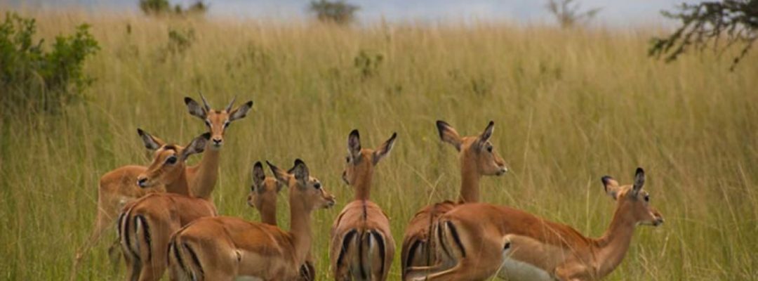 Akagera-National-Park