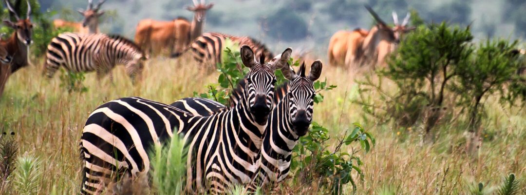 Akagera National Park