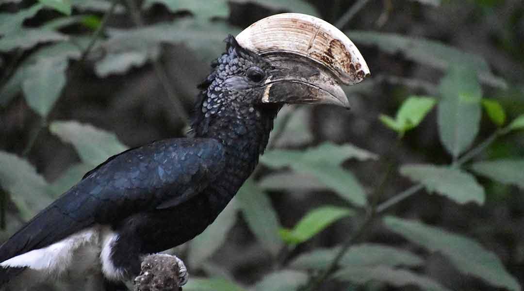 Ake-Manyara-Silvery-Cheeked-Hornbill
