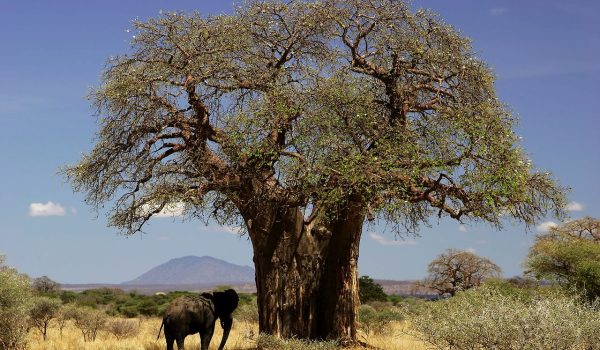 Baobab-Tree.jpg