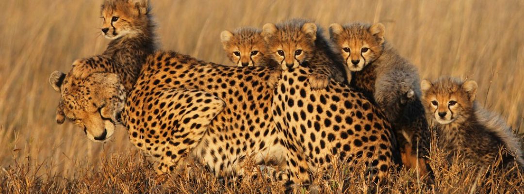Big cats Cheetah