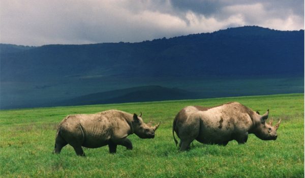 Black-Rhinos-Ngorongoro.jpg