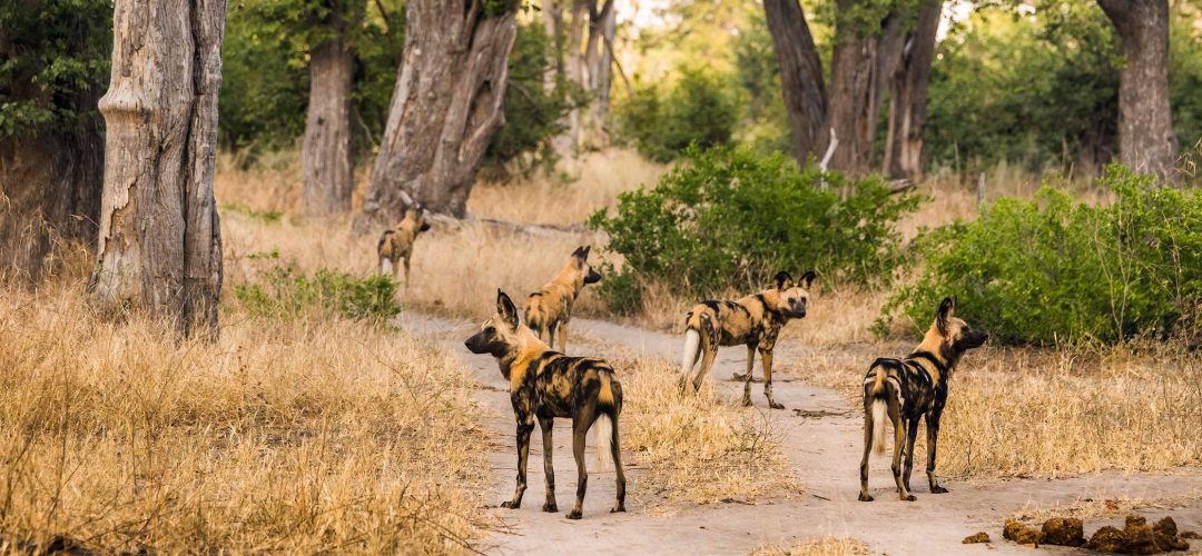 Botswana Moremi 3
