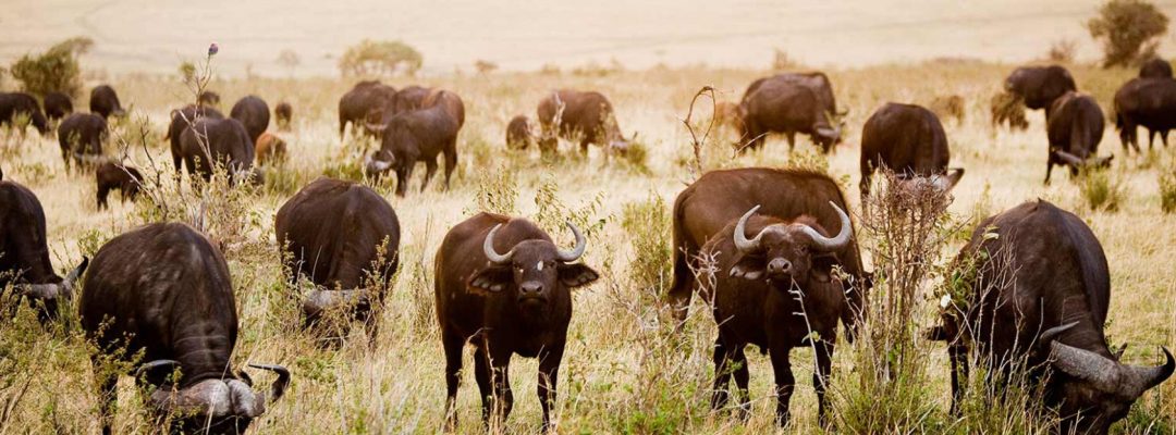 Cape-Buffalo-Masai-Mara-National-Reserve-Kenya-East-Africa-1680x1050