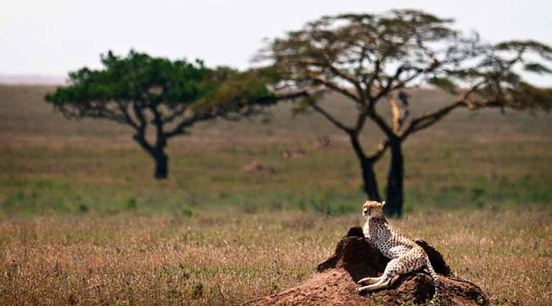 Cheetah-Sunbasking-at-Serengeti-national-Park-Tanzania