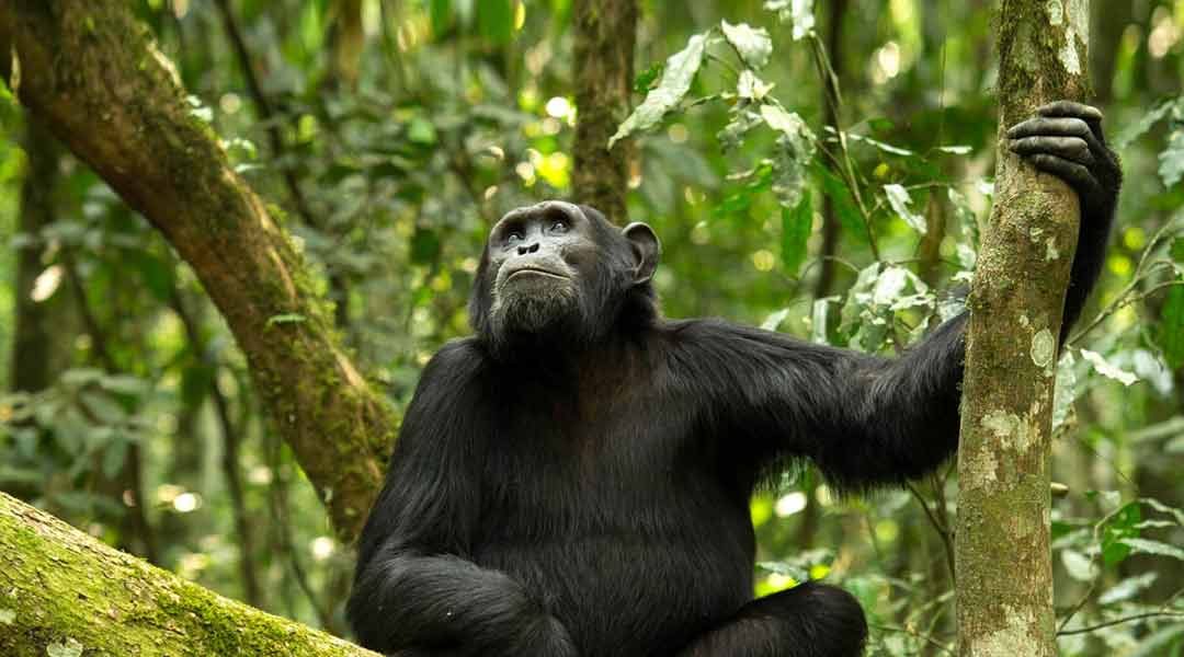 Chimp-Trekking-at-Gombe-National-Park