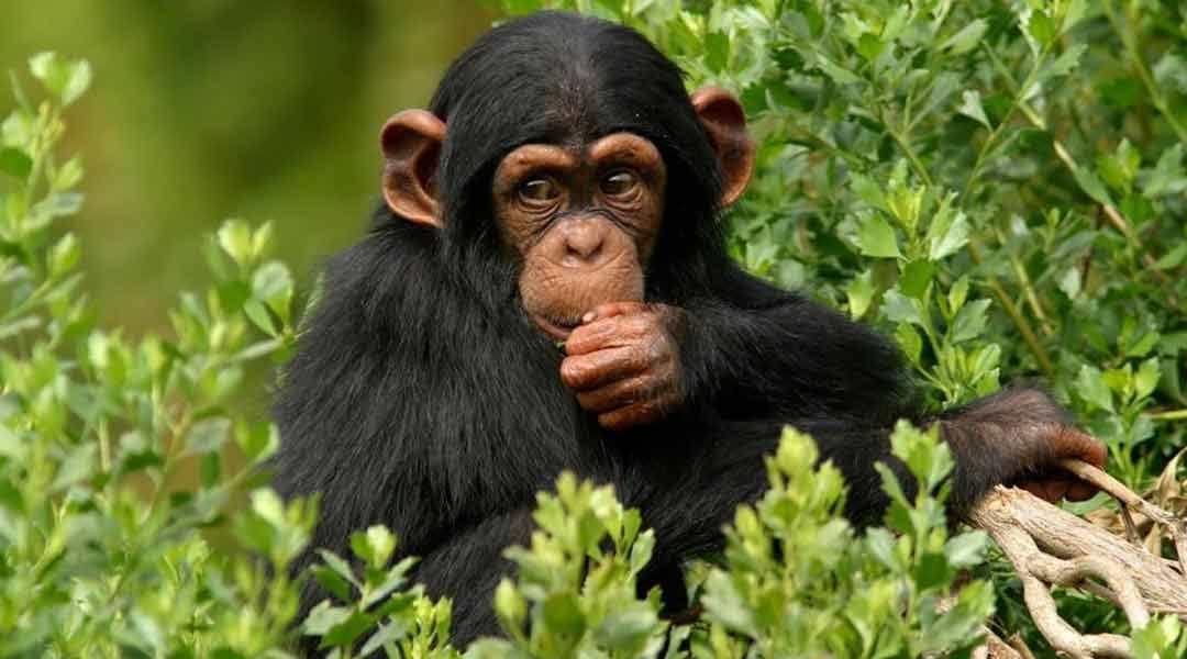 Chimpanzee-at-Mahale-Mountains-National-Park-Tanzania