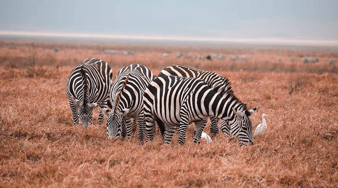 Classic-Ngorongoro-Scene