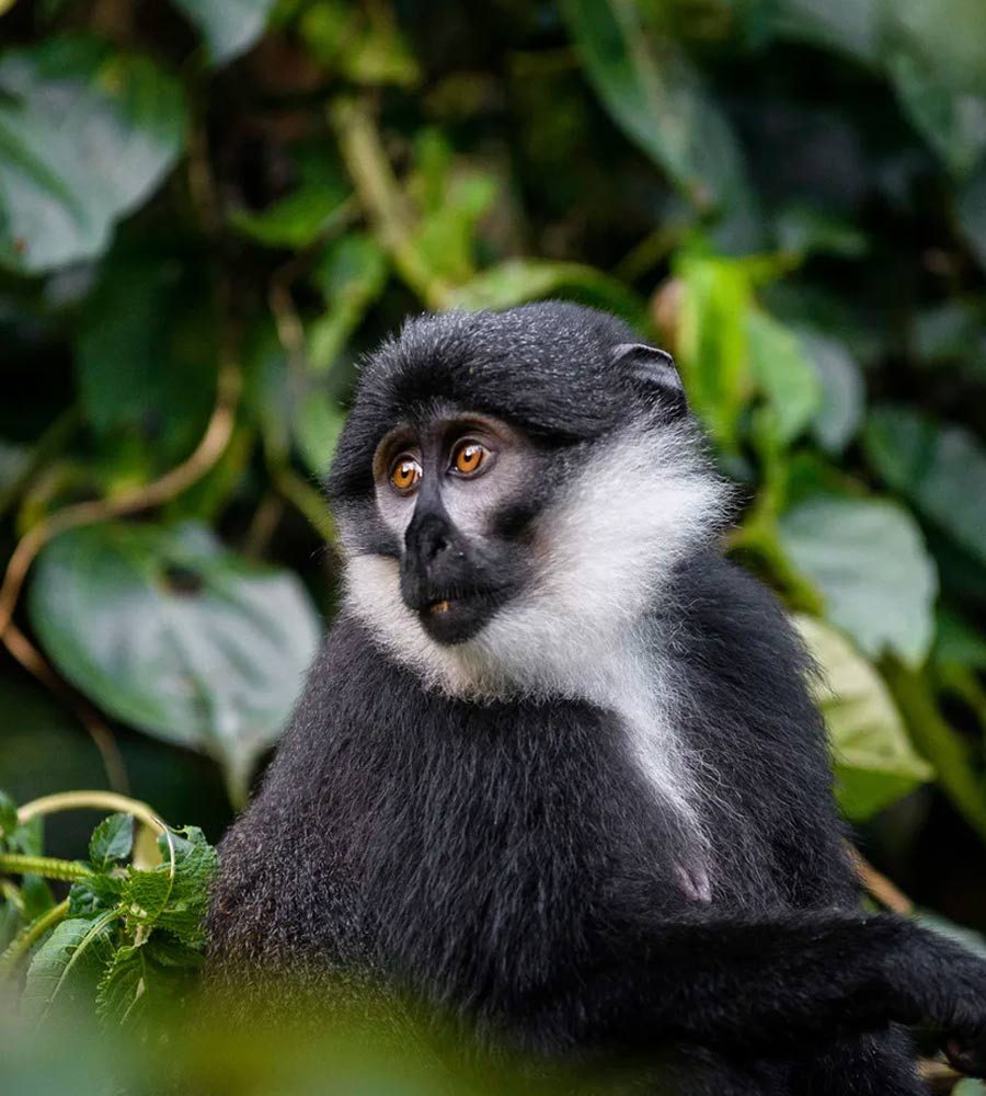Colobus-Monkey-Bwindi-Uganda