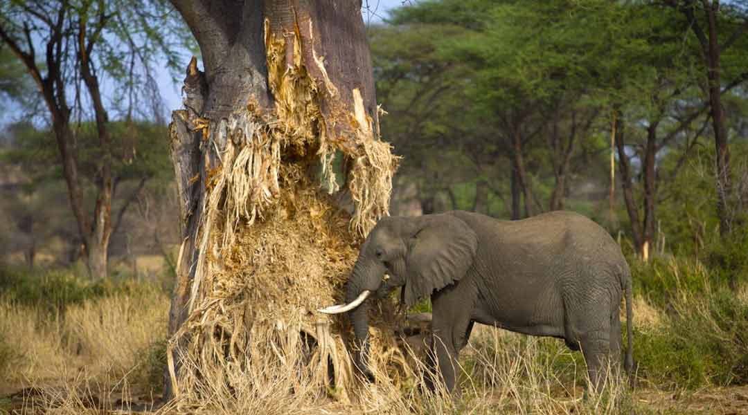 Elephant-eating-the-sot-part-o-Baobab-Tree-in-Tarangire-National-Park