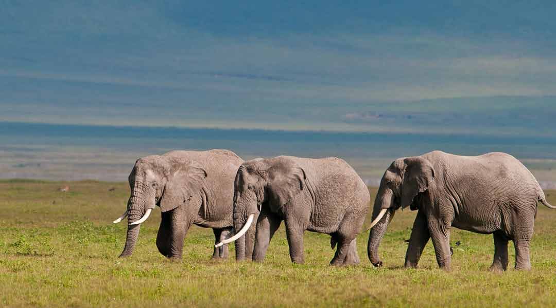 Elephants-in-Ngorongoro-Crater