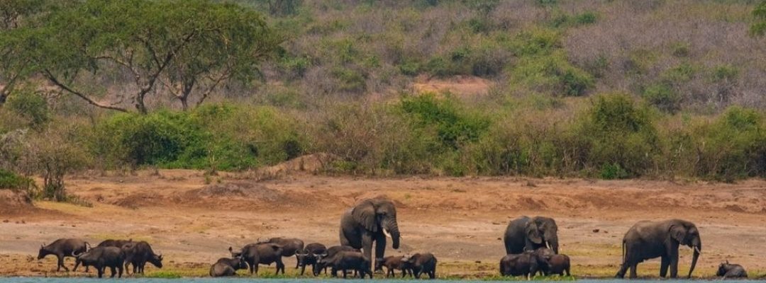 Elephants+playing+in+the+Kazinga+Channel (2)